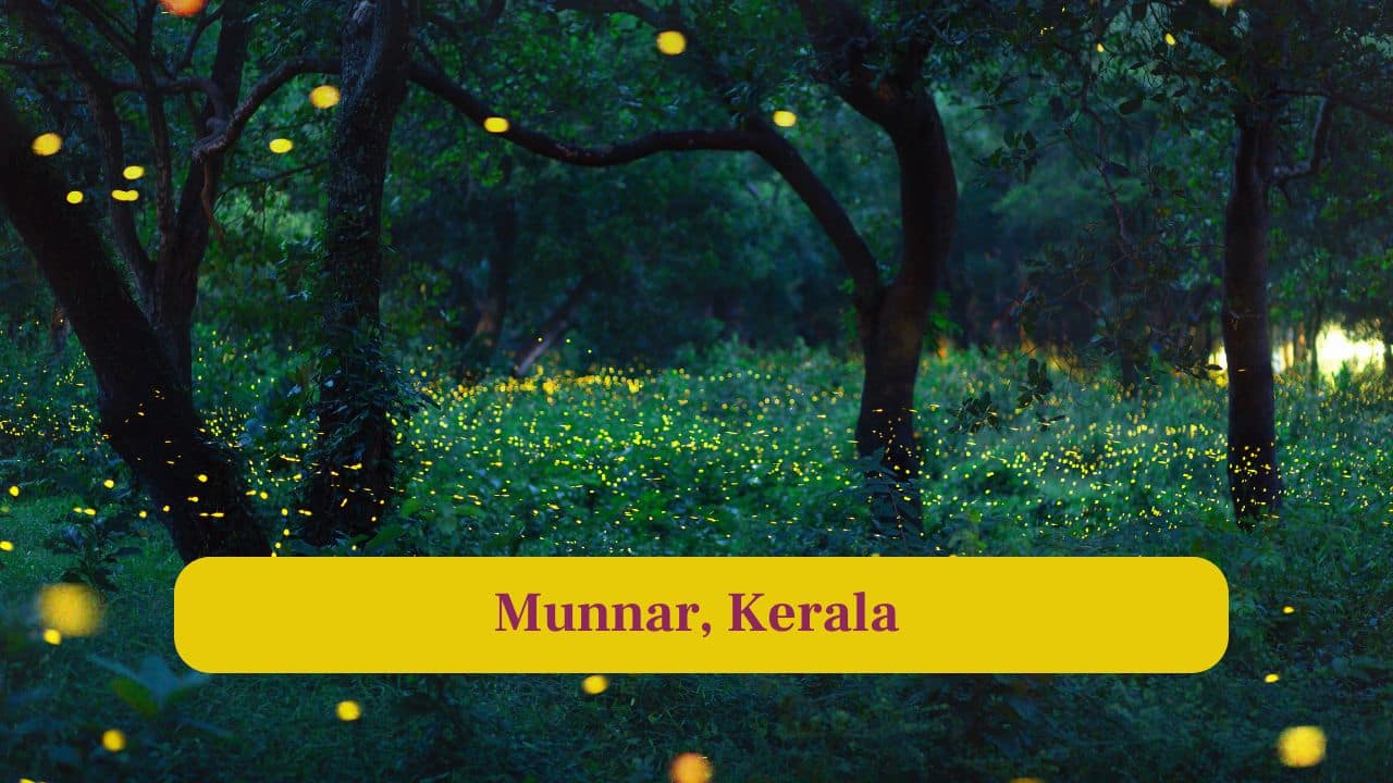8. Munnar, Kerala: Munnar’s tea estates and rolling hills are lit with fireflies, offering photographers a magical backdrop for long-exposure shots. (Image: Canva)