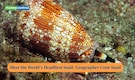 Meet Geographic Cone: The deadliest snail in the world that can kill a human in hours