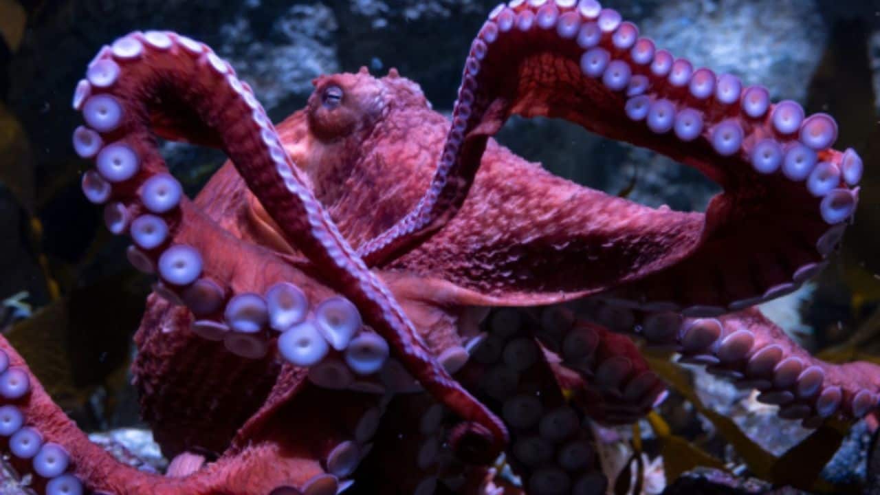 Meet Ghost the Octopus: The legendary pacific giant captivating thousands as she embraces her final days