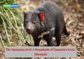 This Tasmania’s iconic Marsupial is staging a heartwarming comeback in wildlife