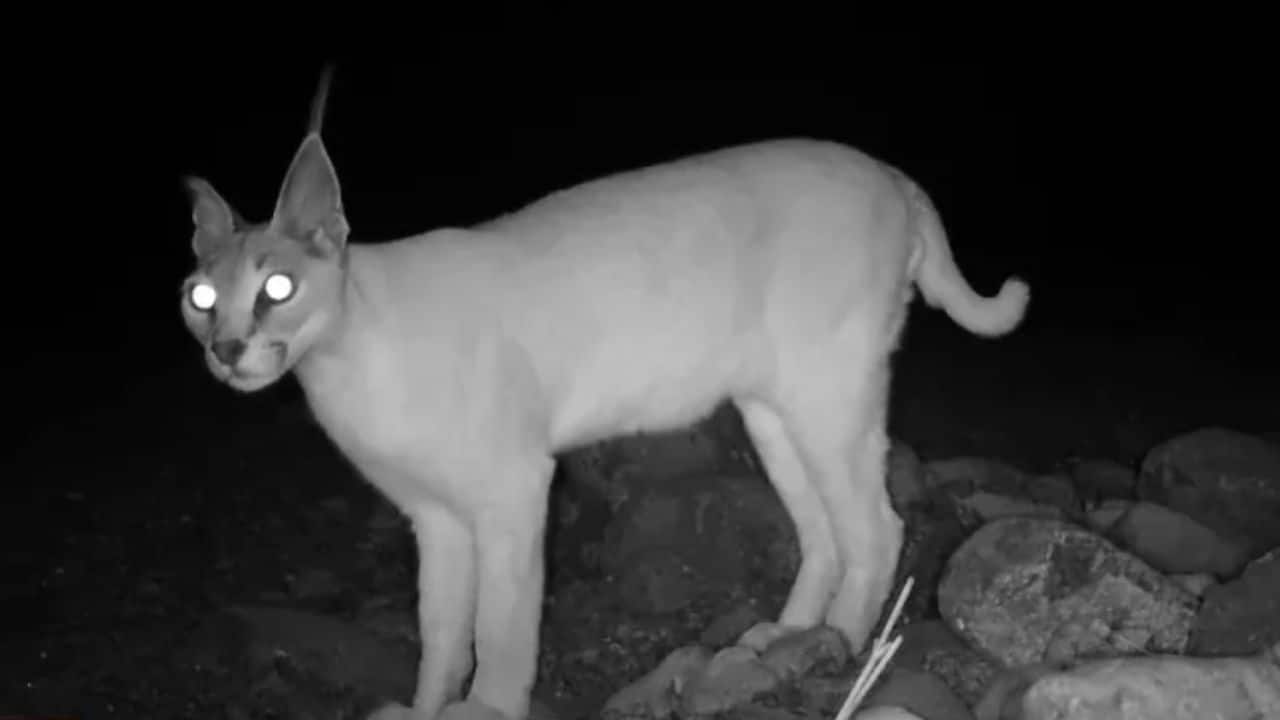 Critically endangered Arabian caracal reappears in UAE’s Wadi Wurayah after decades of silence