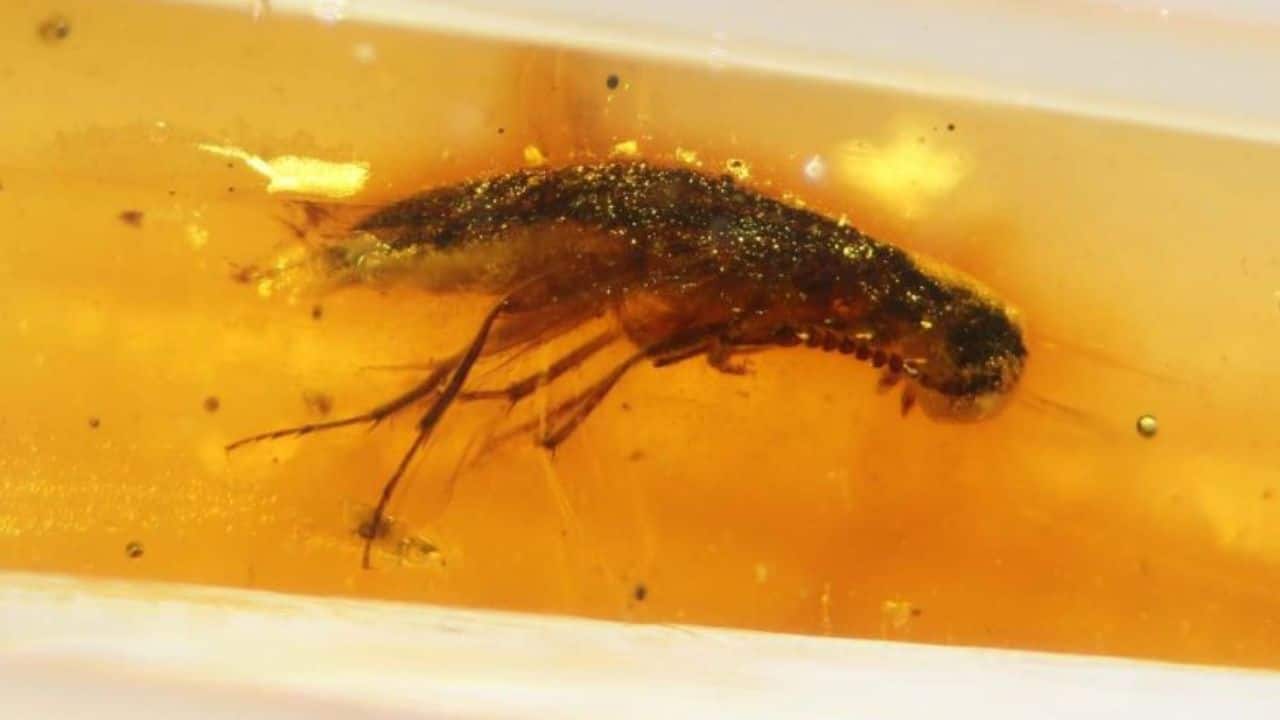 112-million-year-old insect found trapped in Ecuadorian amber reveals Gondwana’s past