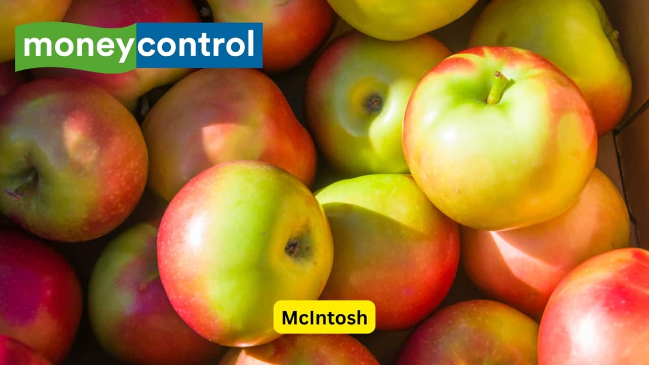 McIntosh Though McIntosh apples have a little tartness and spice, their flesh is slightly softer than other varieties. The juicy and fragrant apple is unique amongst apples with their tender flesh.(Image: Canva)