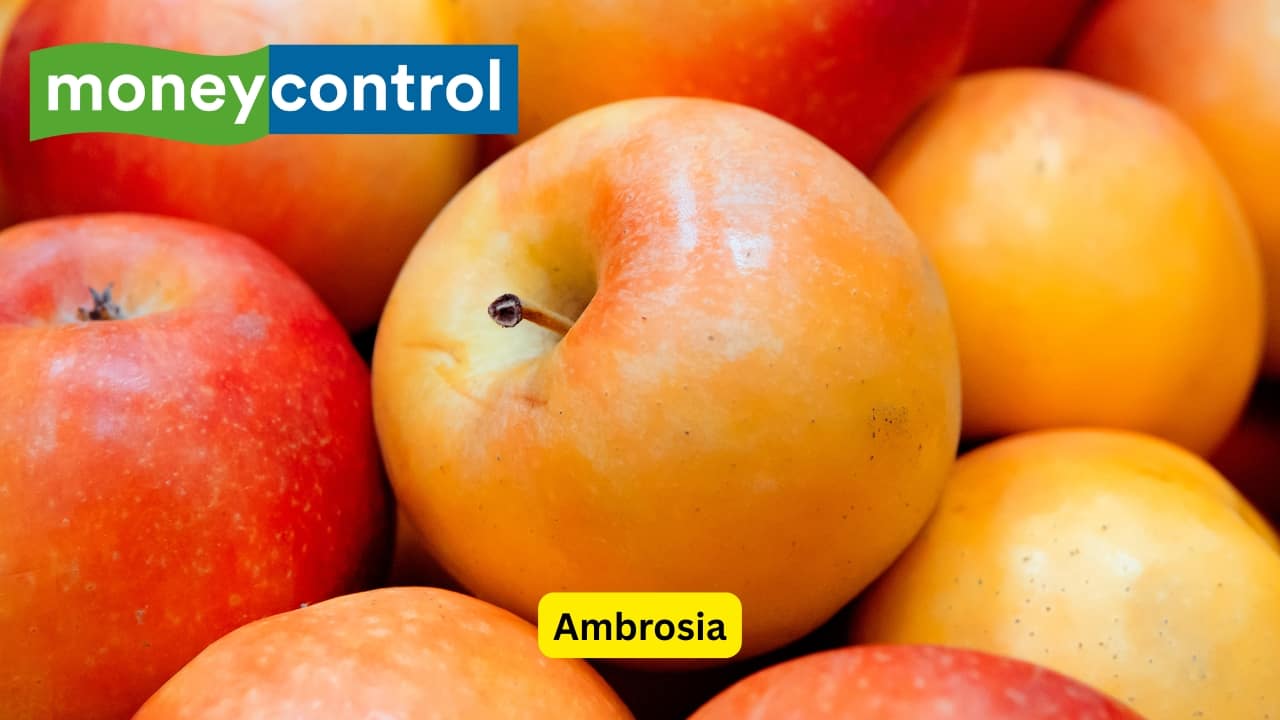 Ambrosia Ambrosia apples are known for their uniquely fruity and honey flavor, along with crunchy and juicy flesh. They have an attractive, blush-pink color and yellow skin. Ambrosia is often appreciated for being naturally sweet and low in acid.(Image: Canva)