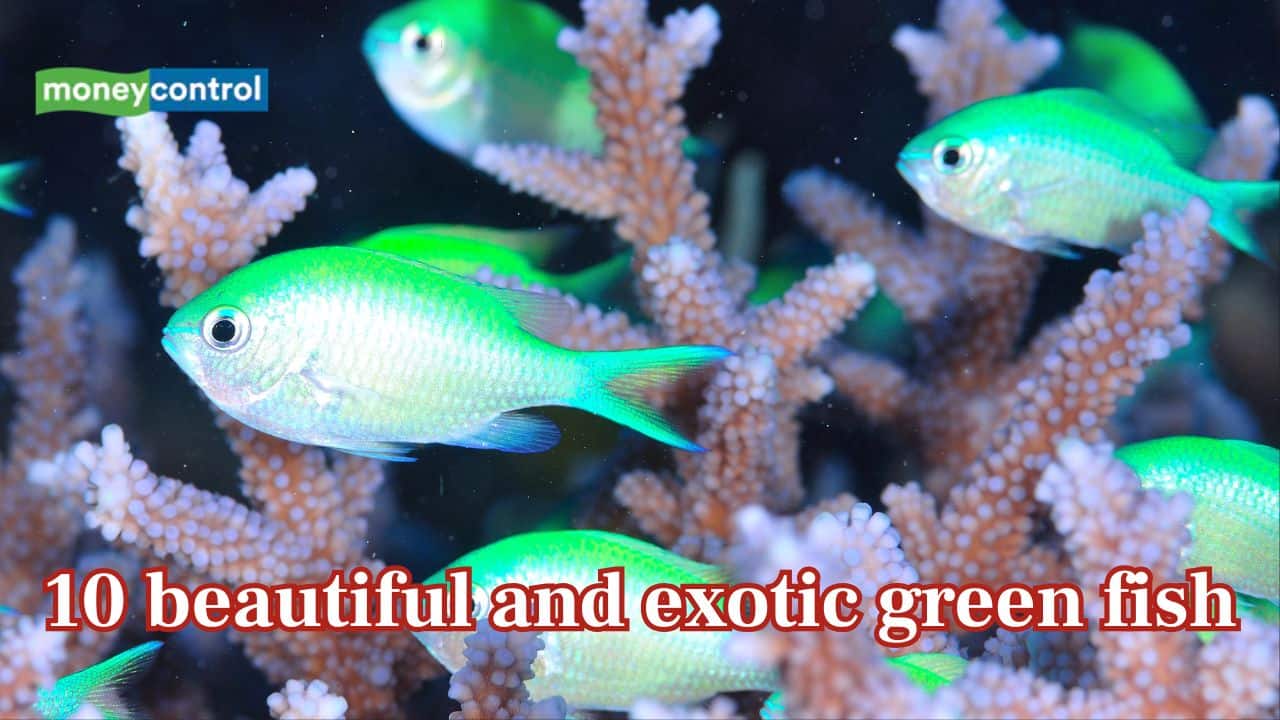 Top 8 most beautiful and exotic green fish in the World