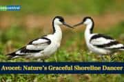 This bird is nature’s graceful shoreline dancer: Avocet