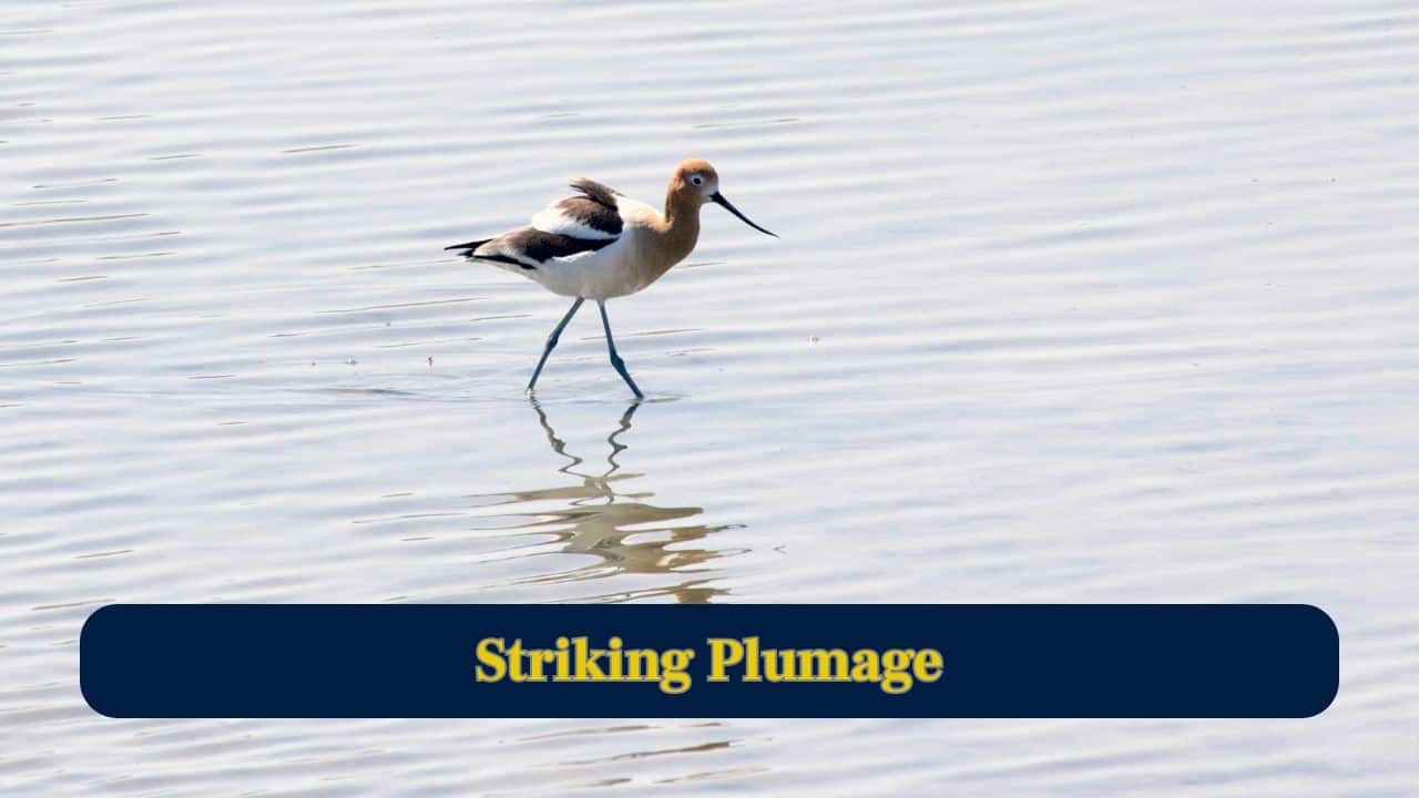 This bird is nature’s graceful shoreline dancer: Avocet This bird is nature’s graceful shoreline dancer: Avocet