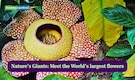 Nature’s Giants: Meet these 7 World’s largest flowers