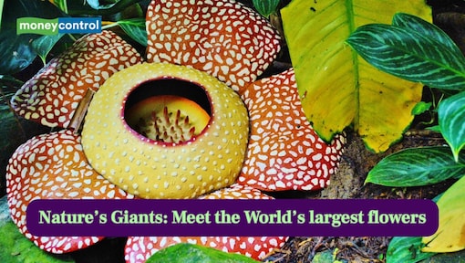 Nature’s Giants: Meet these 7 World’s largest flowers