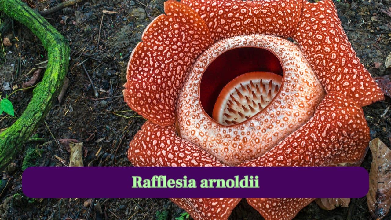 Nature’s Giants: Meet these 7 World’s largest flowers Nature’s Giants: Meet these 7 World’s largest flowers