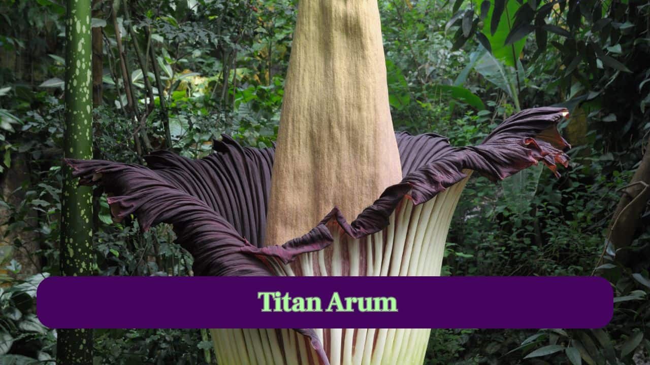 2. Titan Arum: Nicknamed the “Titan Arum,” it can reach over 10 feet in height and produces a unique foul-smelling flower. (Image: Canva)