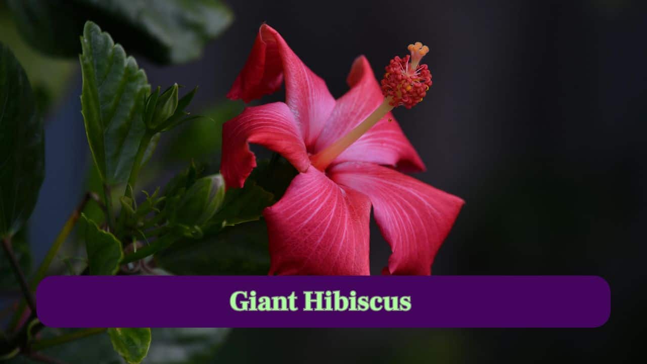 3. Giant Hibiscus: Some hibiscus varieties bloom to over a foot wide, adding vibrant tropical colours to gardens and forests (Image: Canva)