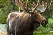 10 Iconic Animals You Can Spot at Yellowstone National Park