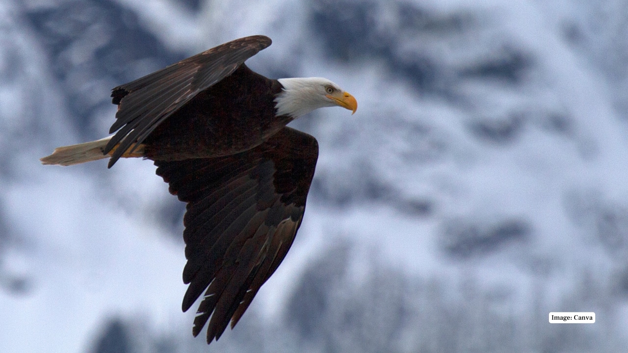 5. Bald Eagle The bald eagle is a beautiful predator that stands close to lakes and rivers and has sharp white feathers on its head. One sight in the air, the Yellowstone waters are an amazing view that leaves both the photographers and nature lovers with a breathtaking experience. (Image: Canva)