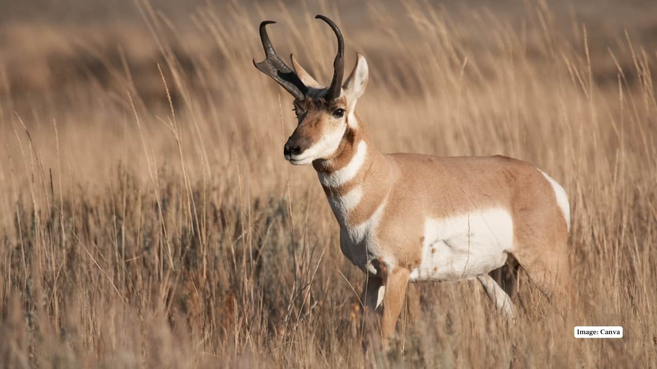 6. Pronghorn Antelope Pronghorn antelopes are known to live in open plains and meadows and are incredibly fast. The frequent view is of them grazing in the daytime, which is a vintage experience in western wildlife with a scenic backdrop in Yellowstone. (Image: Canva)
