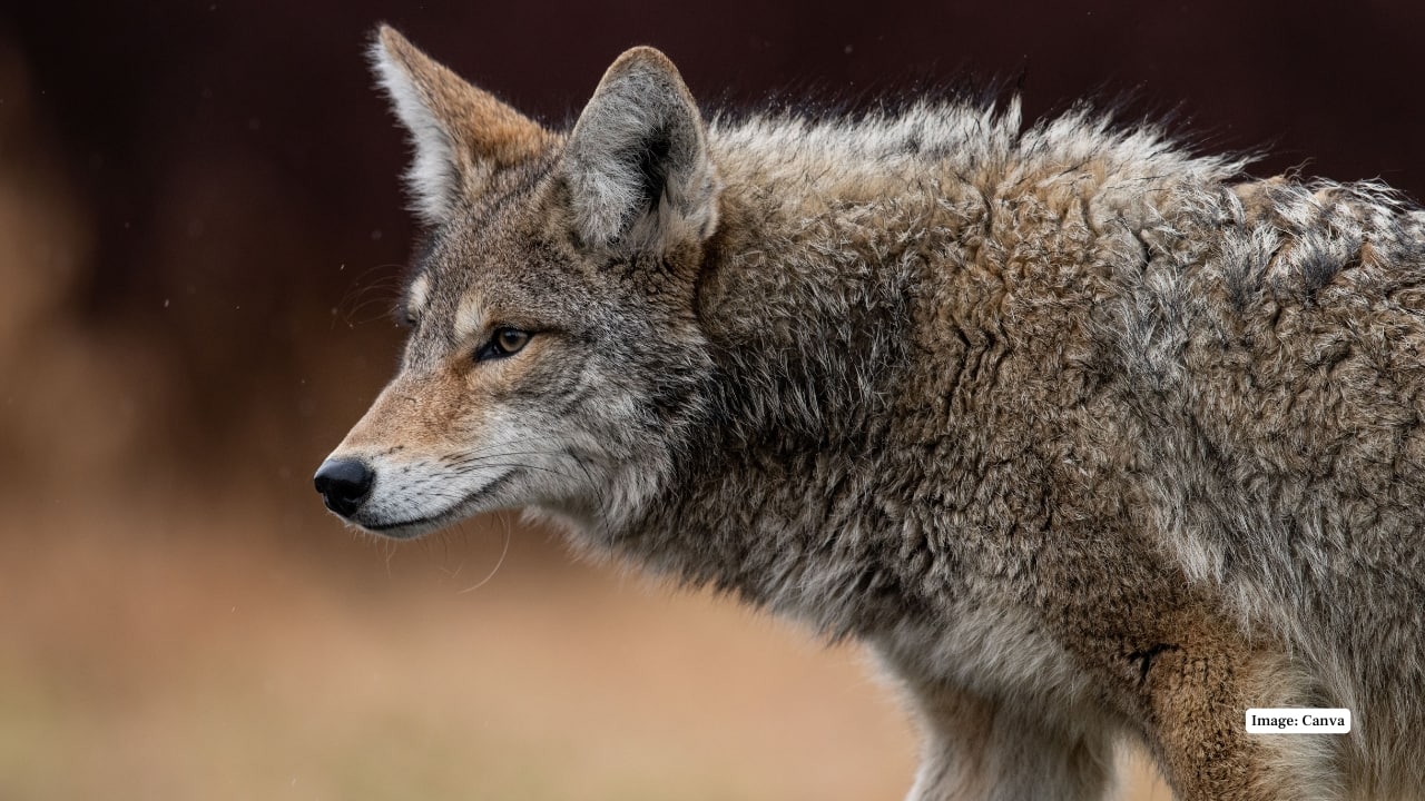 8. Coyote The coyotes are flexible creatures that roam forests and valleys. These intelligent animals are often seen in the morning or the evening hours and are important in regulating the population of smaller animals in the park. (Image: Canva)
