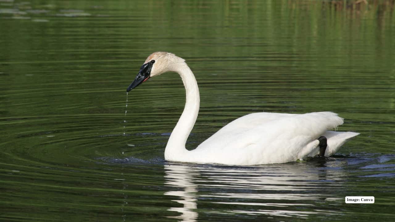 9. Trumpeter Swan In Yellowstone, one of the large native waterfowl found is the trumpeter swan, which is found in lakes and ponds. Birdwatchers love the elegant appearance, loud calls and broad wings which render them the focus of birdwatchers. (Image: Canva)