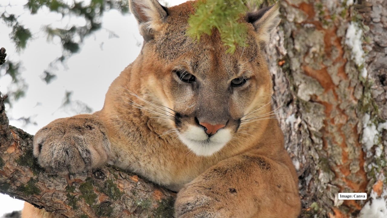 10. Mountain Lion Mountain lions are cunning and very cunning, and they can be found in the mountains at Yellowstone. These apex predators are rare and important in ensuring the natural balance of the park, and the entire idea of seeing one leaves the visitors amazed by the thought of that. (Image: Canva)
