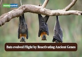 Bats evolved flight by reactivating ancient genes – Here is what the study shows