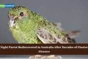Night parrot rediscovered in Australia after decades of elusive absence