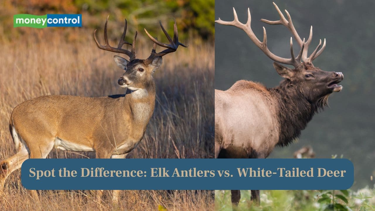 Elk Antlers vs. White-Tailed Deer- Spot the Difference
