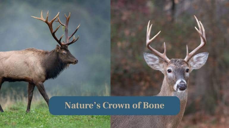 Elk Antlers vs. White-Tailed Deer- Spot the Difference Elk Antlers vs. White-Tailed Deer- Spot the Difference