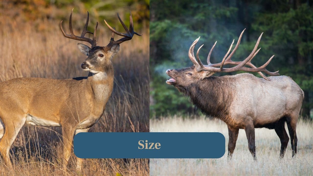 2. Size: Because elk are larger animals, their antlers appear broader and sweeping, while white-tailed deer antlers stay compact and elegant. (Image: Canva)