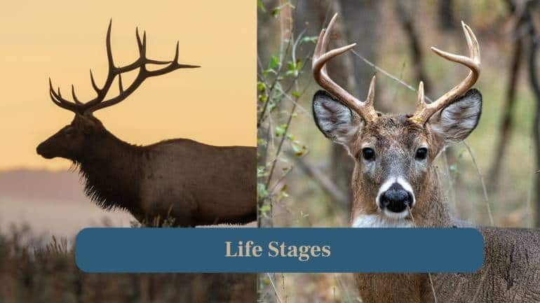 3. Life Stages: Elk calves and white-tailed deer fawns grow into adults with full antlers, which shed in old age. (Image: Canva)