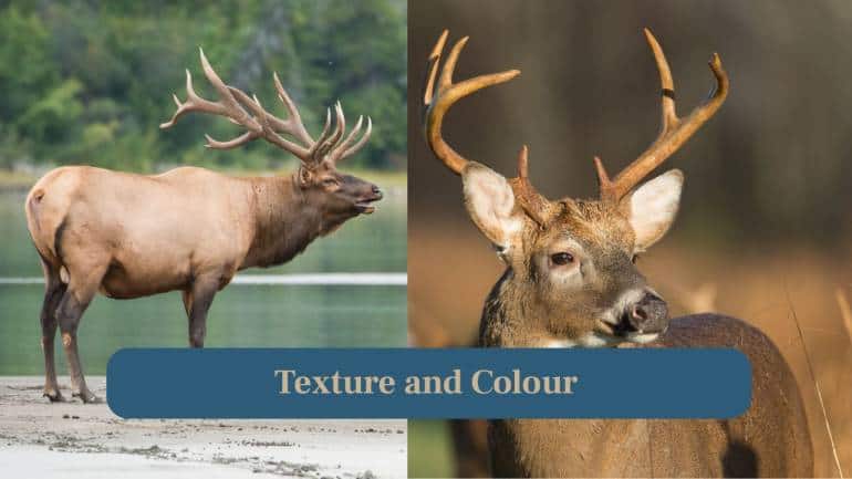 6. Texture and Colour: Deer antlers are smooth and lighter brown. The elk antlers look rougher and darker due to thicker growth and weather exposure. (Image: Canva)
