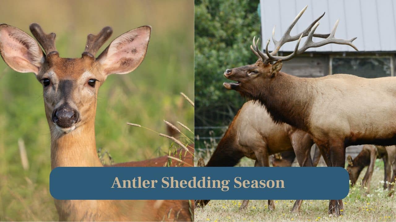 7. Antler Shedding Season: Both species shed antlers yearly. The white-tailed deer shed their antler in late winter whereas elks shed their antlers slightly later. They leave clues for observant forest wanderers. (Image: Canva)