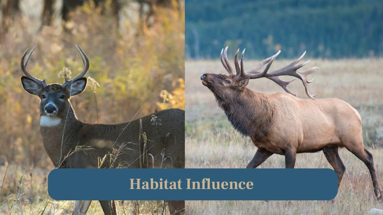 10. Habitat Influence: Elk antlers grow wider and longer in open meadows, while deer antlers remain narrower in dense forests for easier movement. (Image: Canva)