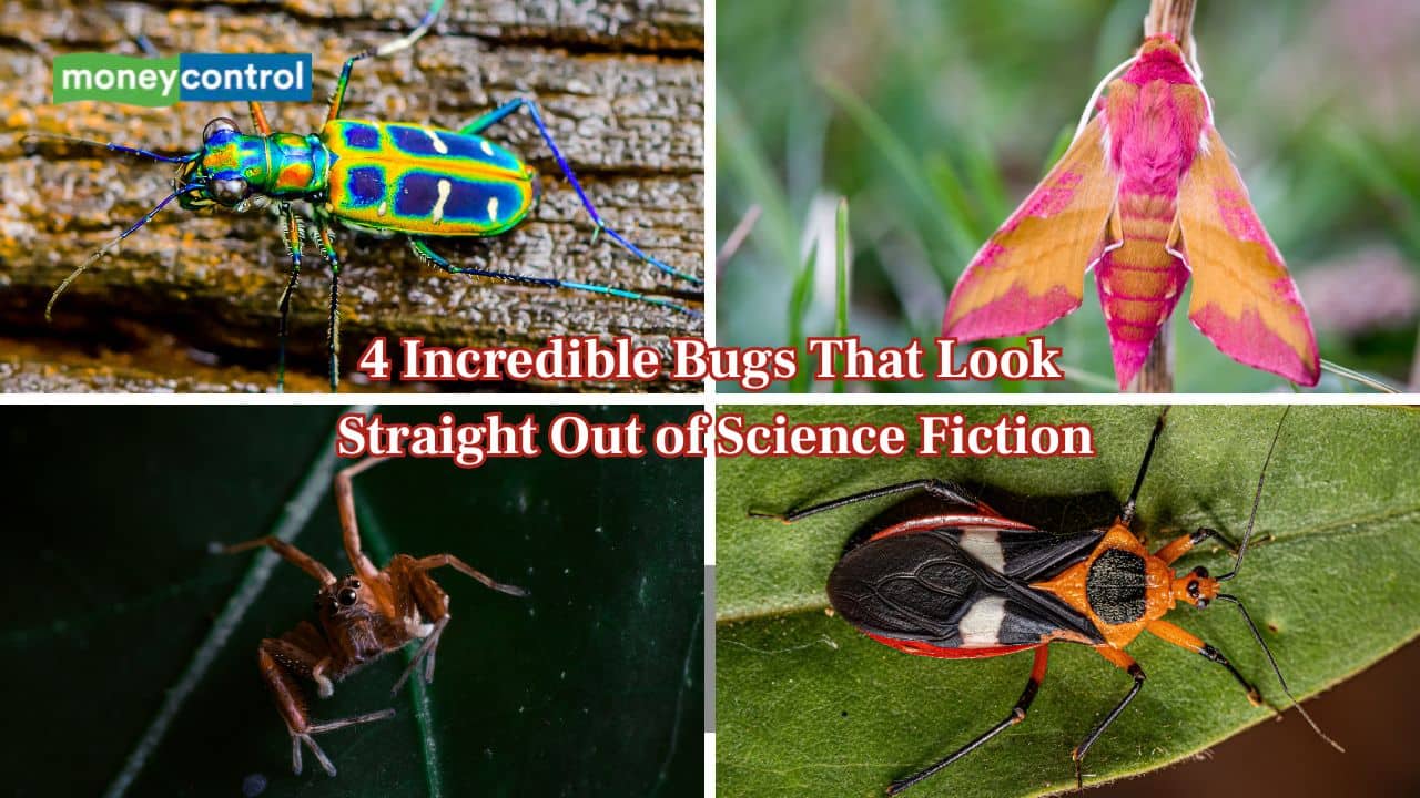 Meet the World’s 4 most bizarre bugs scientists say are too unreal for this world — here’s why