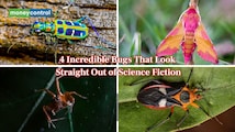 Meet the World’s 4 most bizarre bugs scientists say are too unreal for this world — here’s why