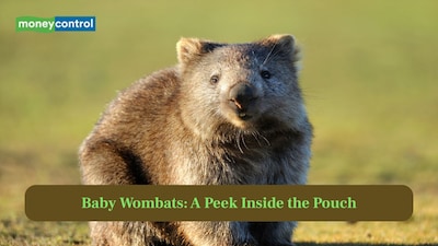 Baby Wombats: A Peek Inside the Pouch