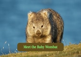 Baby Wombats: A Peek Inside the Pouch