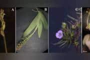Dharwad botanists discover four new plant species in Western Ghats