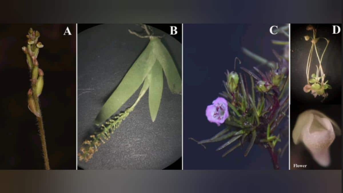Dharwad botanists discover four new plant species in Western Ghats