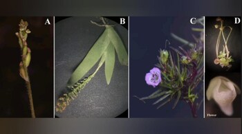 Dharwad Botanists Discover Four New Plant Species in Western Ghats (Image: X)