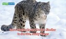 Warming peaks, weak genes: Snow leopards face extinction risk as climate change and low genetic diversity collide