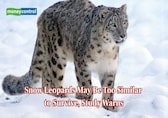 Warming peaks, weak genes: Snow leopards face extinction risk as climate change and low genetic diversity collide