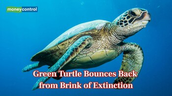 Green Turtle Bounces Back from Brink of Extinction, Say Scientists (Image: Canva)