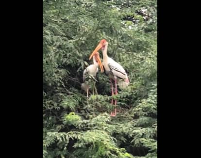 Delhi Zoo declared bird flu-free, reopening likely after October 30