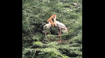 National Zoological Park in Delhi was shut down on August 30 following the deaths of several birds — including painted storks and black-headed ibises — due to an outbreak of avian influenza.