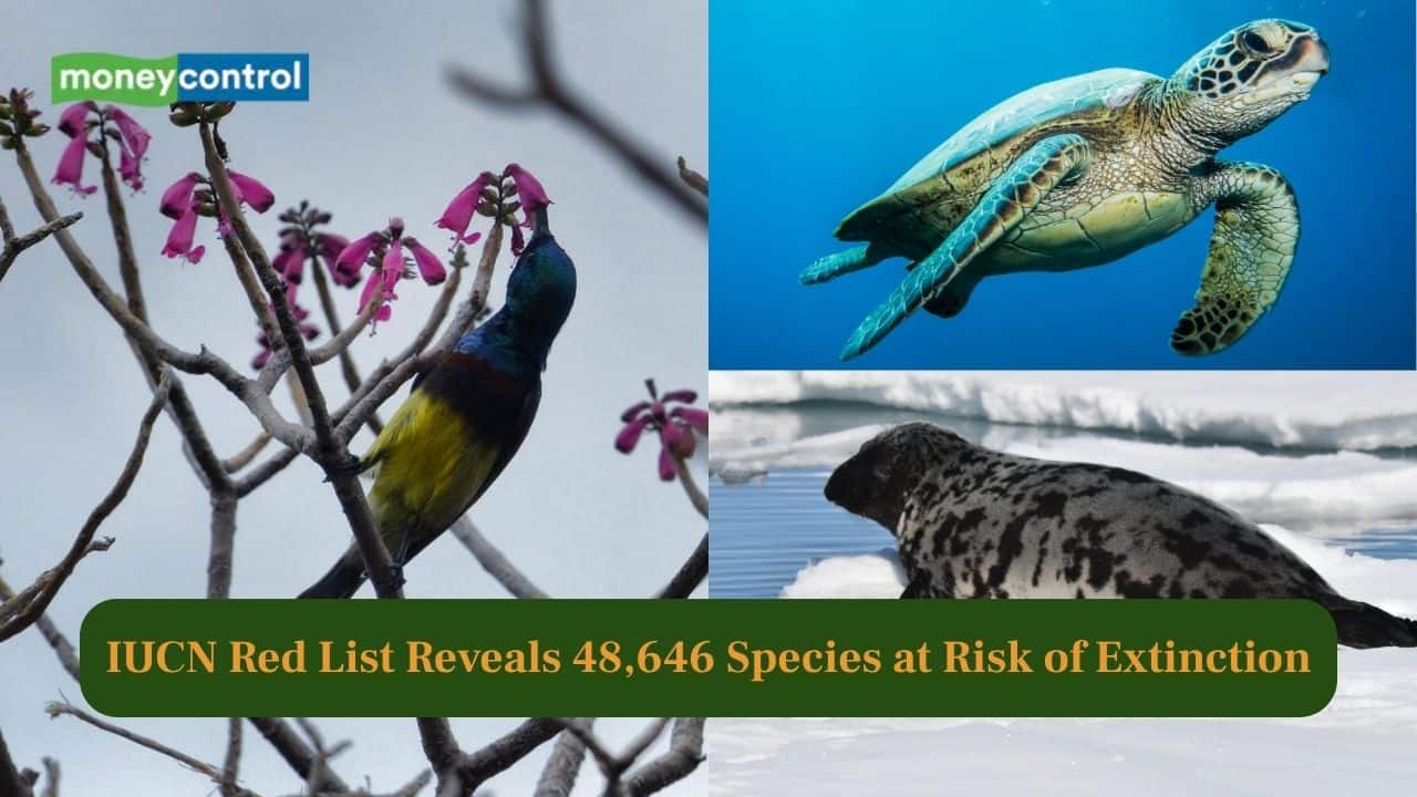 IUCN Red List reveals 48,646 species at risk of extinction