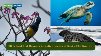 IUCN Red List Reveals 48,646 Species at Risk of Extinction (Image: Canva)
