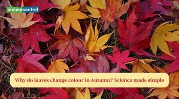 Why Do Leaves Change Colour in Autumn? Science Made Simple (image: Canva)