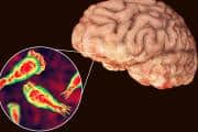 Kerala on alert as brain-eating amoeba claims 23 lives: How the state is battling a rare disease