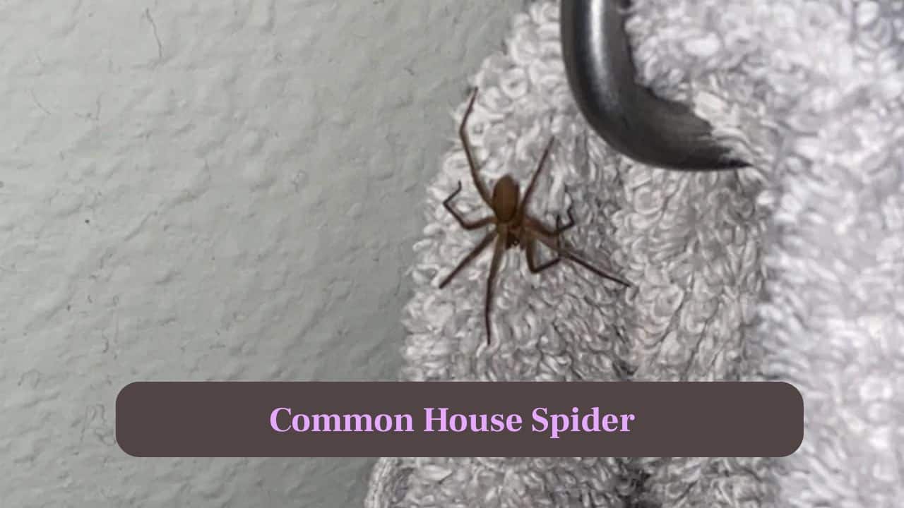 1. Common House Spider: These spiders weave messy cobwebs in corners, are small brownish-grey, harmless and often found near ceilings or behind furniture. (Image: Canva) 1. Common House Spider: These spiders weave messy cobwebs in corners, are small brownish-grey, harmless and often found near ceilings or behind furniture. (Image: Canva)