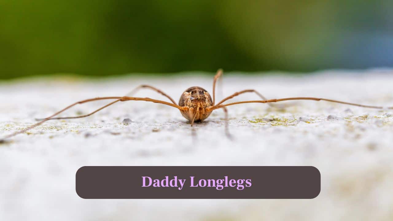 2. Daddy Longlegs: Recognised by extremely long, thin legs and small bodies, these spiders are harmless and often dwell in basements or dark corners. (Image: Canva)