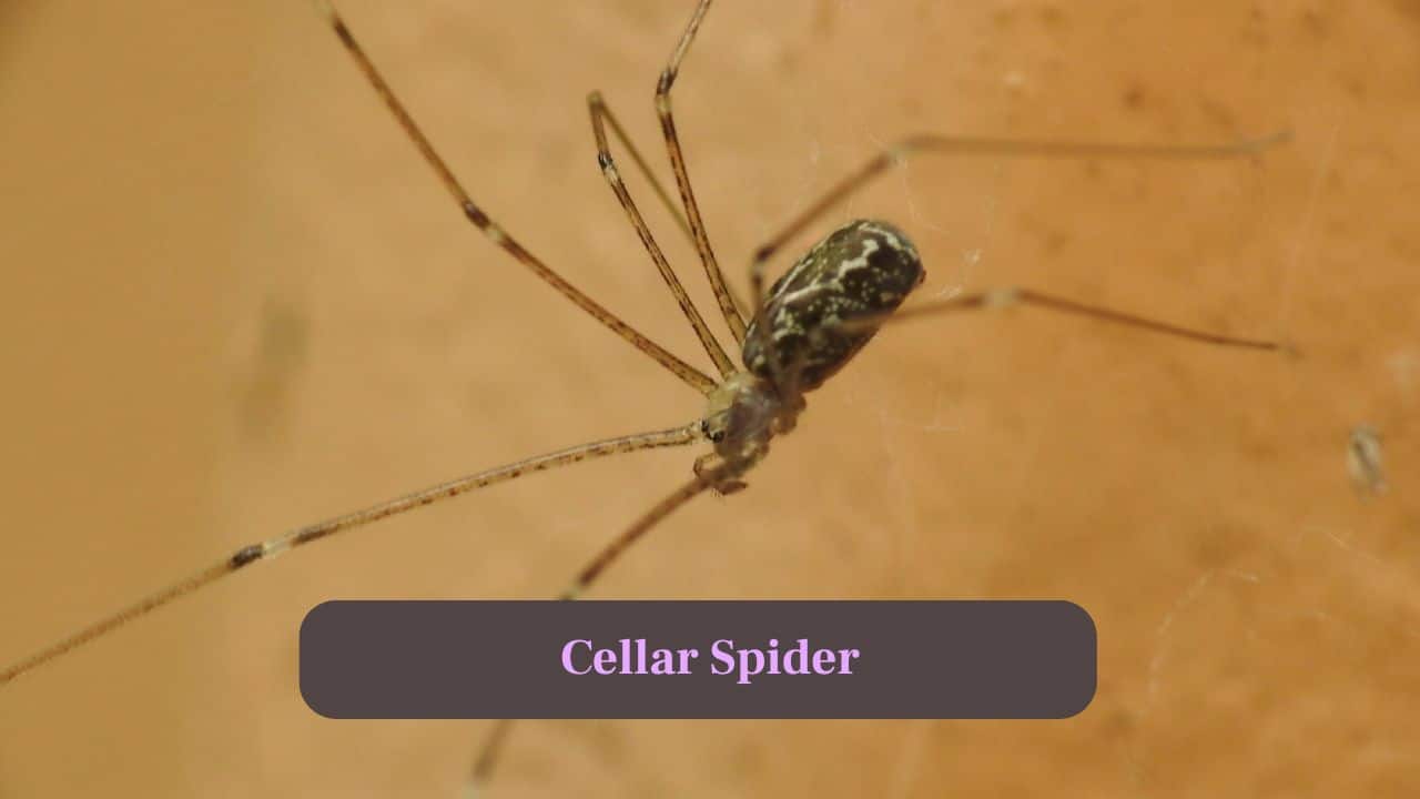 3. Cellar Spider: Preferring damp, dark areas, cellar spiders have pale, slender bodies and long legs, spinning irregular, tangled webs around homes. (Image: Canva)